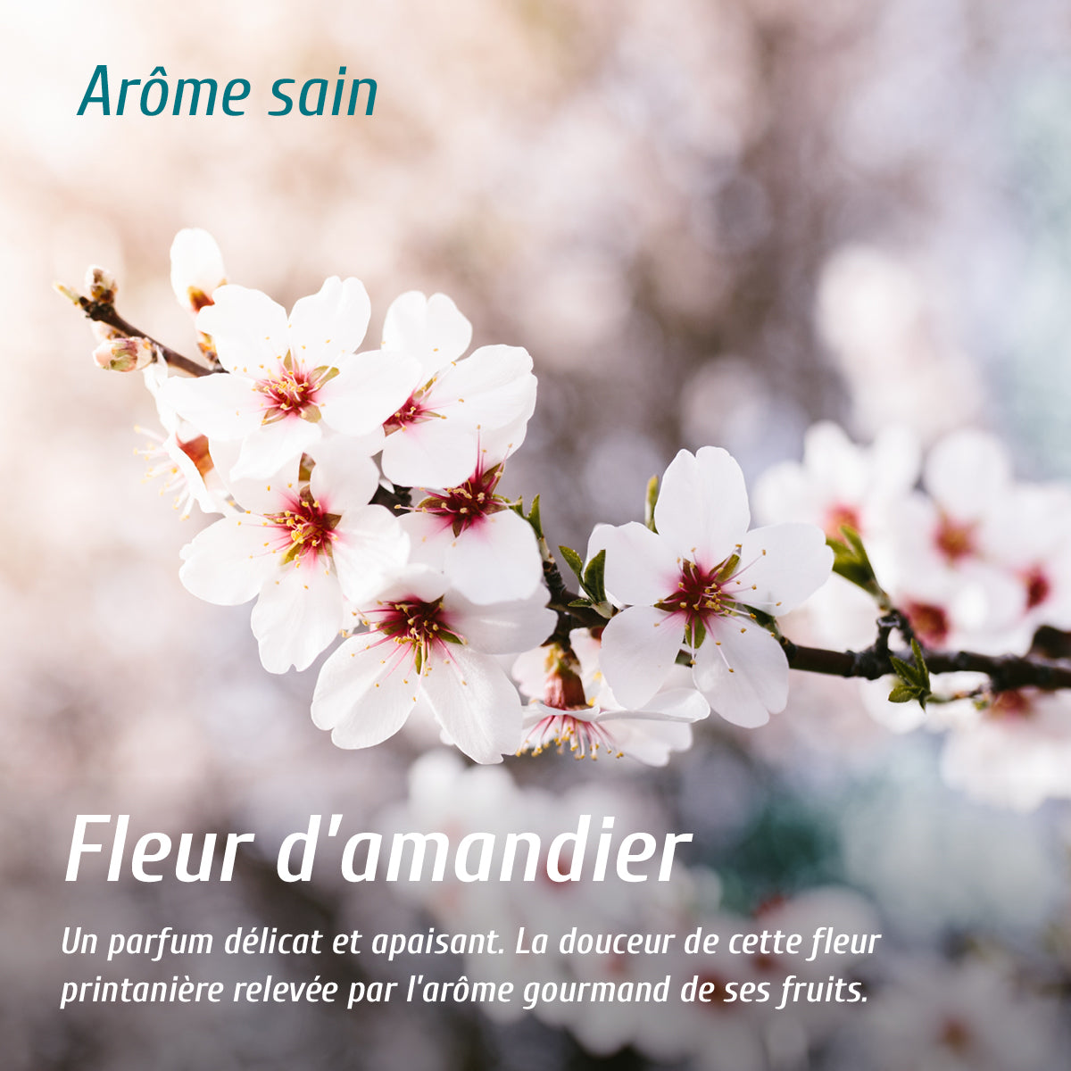Diffuseur d'arôme fleur d'amandier